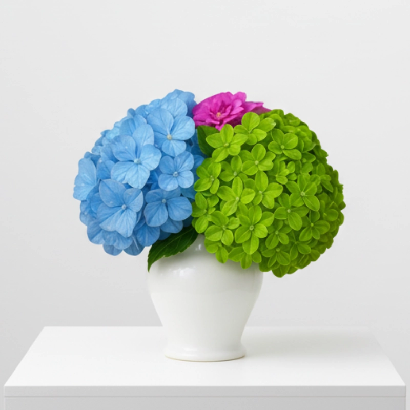 Candy hydrangeas